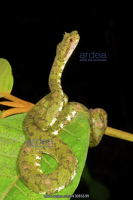 : Eyelash Viper : Eyelash Viper