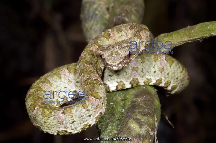  : Eyelash Viper