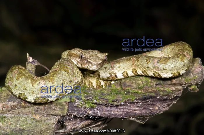 : Eyelash Viper : Eyelash Viper