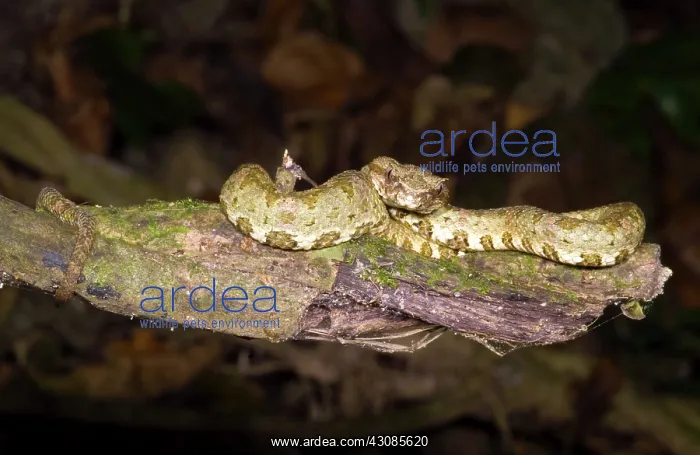 : Eyelash Viper : Eyelash Viper