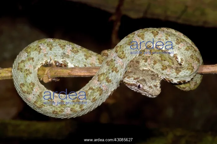 : Eyelash Viper : Eyelash Viper