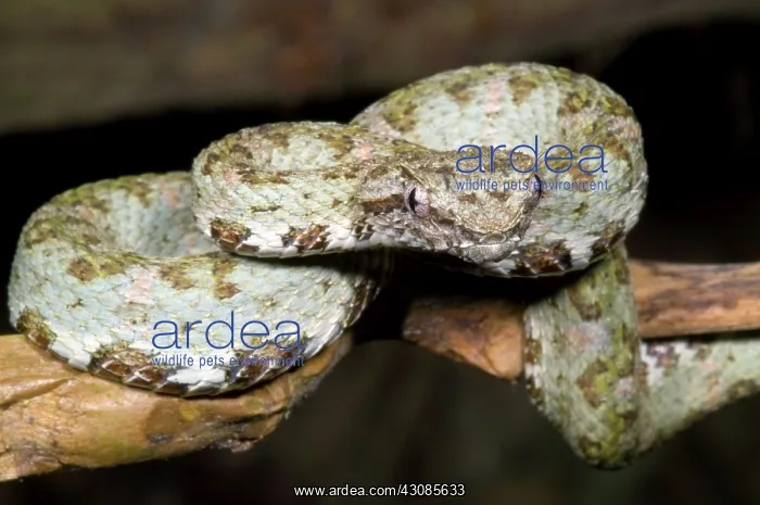 : Eyelash Viper : Eyelash Viper