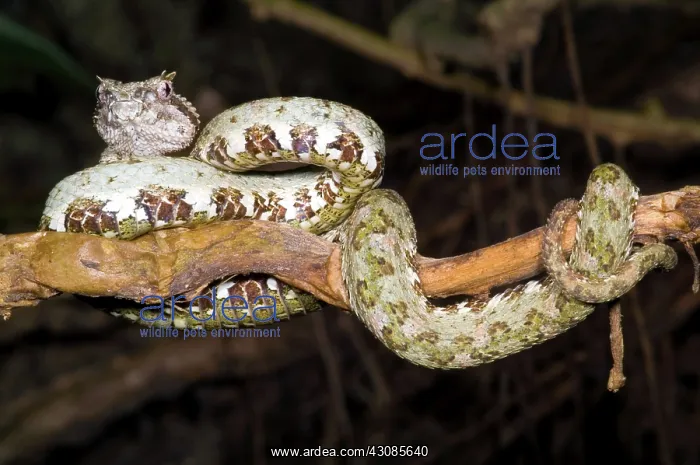 : Eyelash Viper : Eyelash Viper