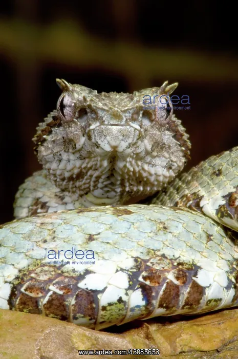 : Eyelash Viper : Eyelash Viper