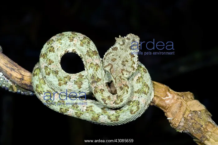 : Eyelash Viper : Eyelash Viper