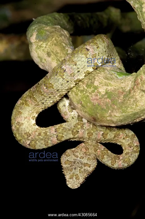 : Eyelash Viper : Eyelash Viper