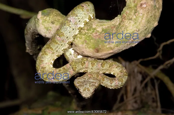 : Eyelash Viper : Eyelash Viper