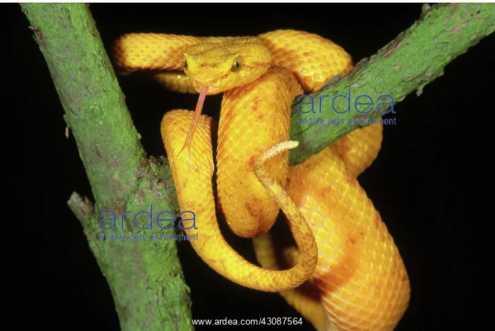 : Eyelash Viper : Eyelash Viper