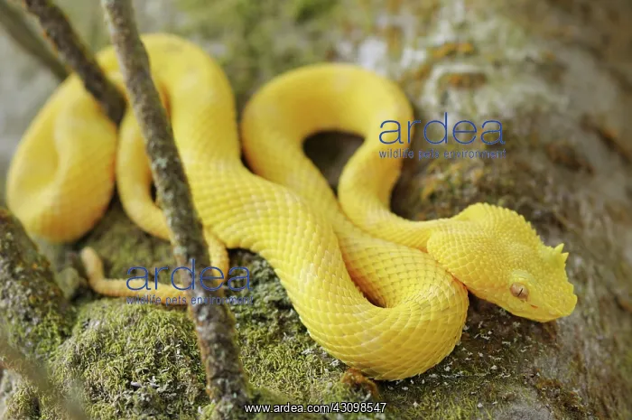 : Eyelash viper : Eyelash viper