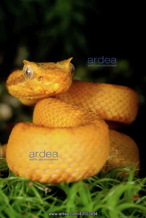 : Eyelash Viper : Eyelash Viper