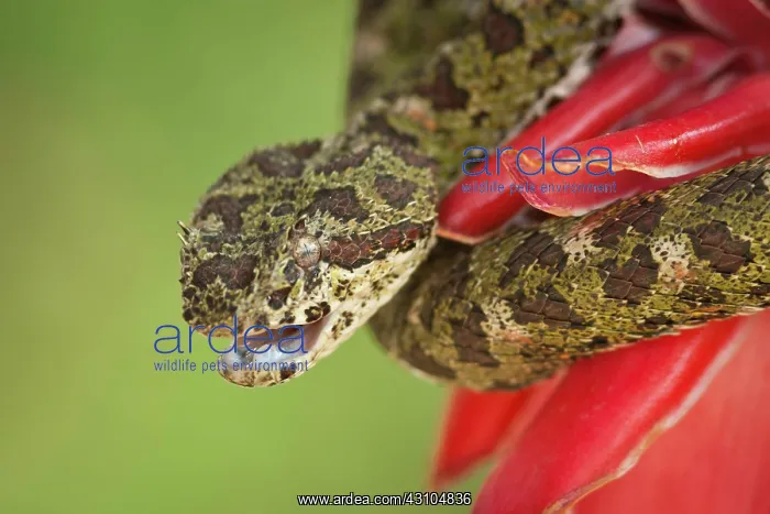 : Eyelash Viper : Eyelash Viper