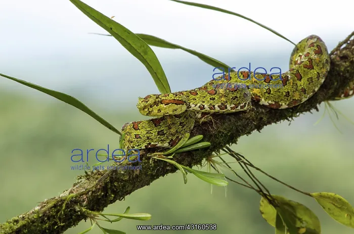: Eyelash Viper : Eyelash Viper