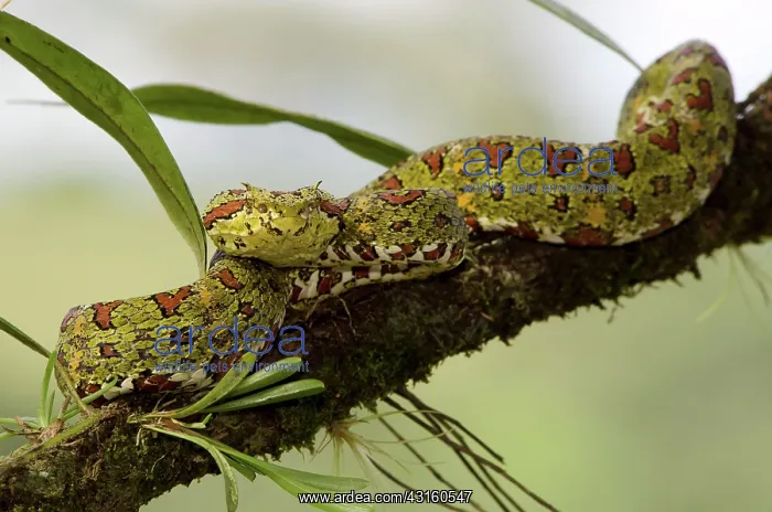 : Eyelash Viper : Eyelash Viper