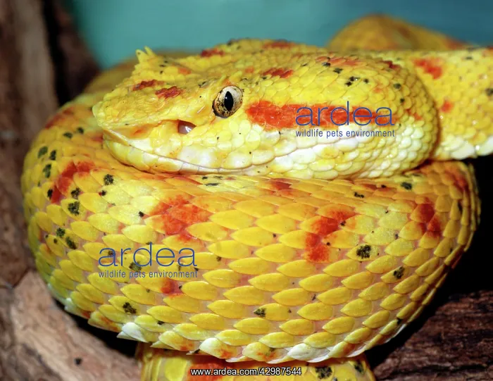 : Eyelash Viper. arboreal species living in the : Eyelash Viper. arboreal species living in the