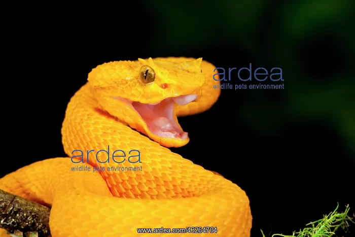 : Eyelash Viper, Bothriechis schlegeli, Native : Eyelash Viper, Bothriechis schlegeli, Native