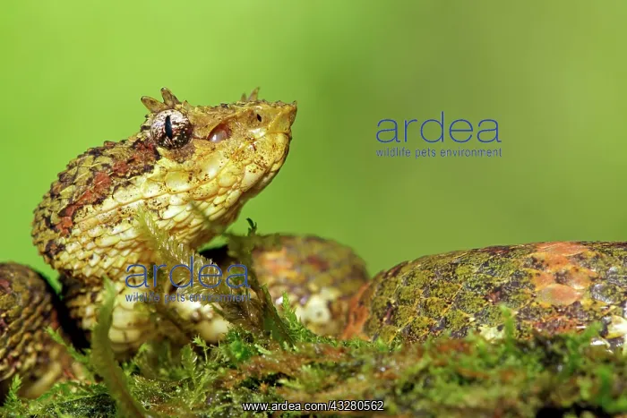 : Eyelash viper (Bothriechis schlegelii), animal portrait : Eyelash viper (Bothriechis schlegelii), animal portrait