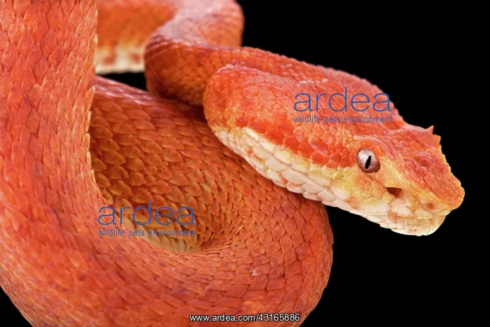 : Eyelash viper (Bothriechis schlegelii), Costa Rica : Eyelash viper (Bothriechis schlegelii), Costa Rica