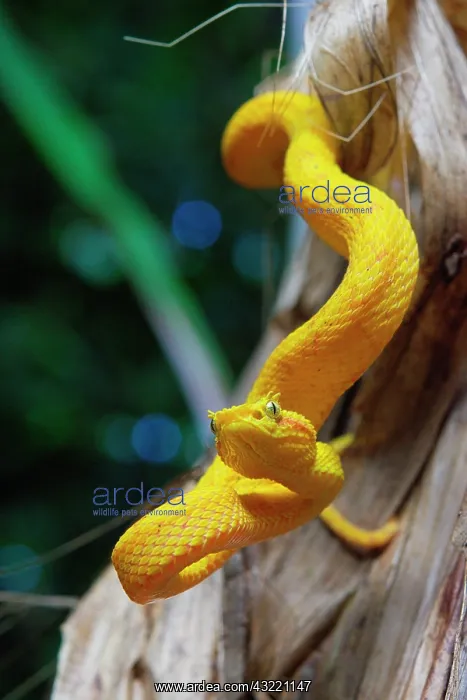 : Eyelash viper (Bothriechis schlegelii), Costa Rica : Eyelash viper (Bothriechis schlegelii), Costa Rica