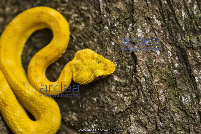 : Eyelash Viper on a tree trunk (Bothriechis schlegelii) : Eyelash Viper on a tree trunk (Bothriechis schlegelii)