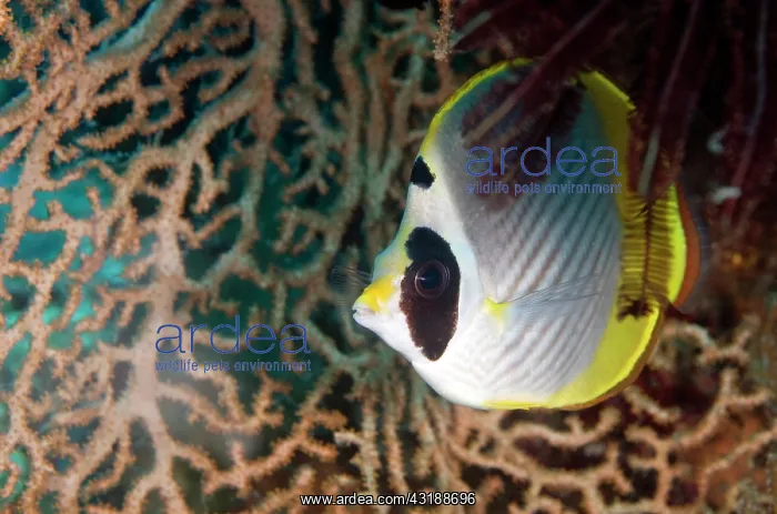 : Eyepatch Butterflyfish : Eyepatch Butterflyfish