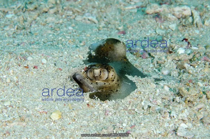 : Eyes of Blue-spotted Fantail Ray buried in sand : Eyes of Blue-spotted Fantail Ray buried in sand
