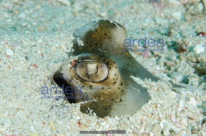 : Eyes of Blue-spotted Fantail Ray buried in sand : Eyes of Blue-spotted Fantail Ray buried in sand