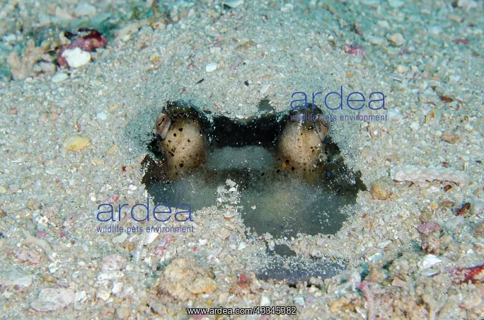 : Eyes of Blue-spotted Fantail Ray buried in sand : Eyes of Blue-spotted Fantail Ray buried in sand