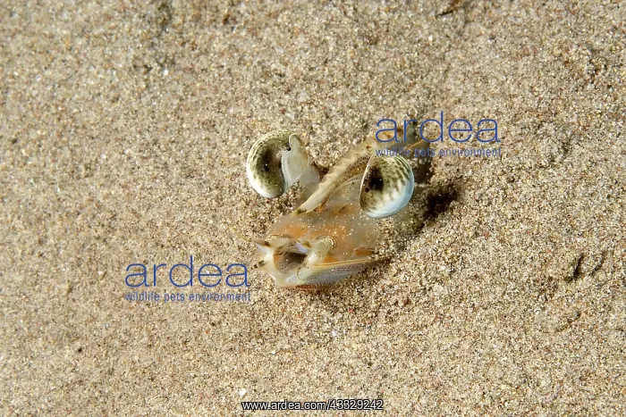 : Eyes of Caramot shrimp (Melicertus kerathurus) in : Eyes of Caramot shrimp (Melicertus kerathurus) in
