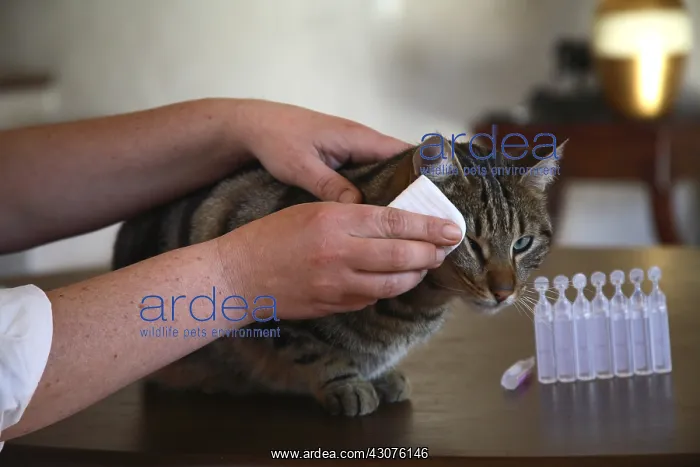 : Eyes care given to a cat : Eyes care given to a cat