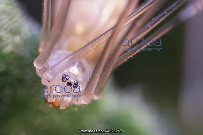 : Eyes of Cellar Spider - Norfolk UK : Eyes of Cellar Spider - Norfolk UK