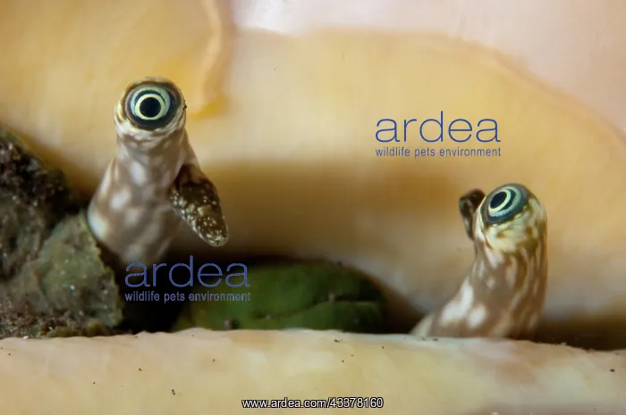 : Eyes of Conch : Eyes of Conch