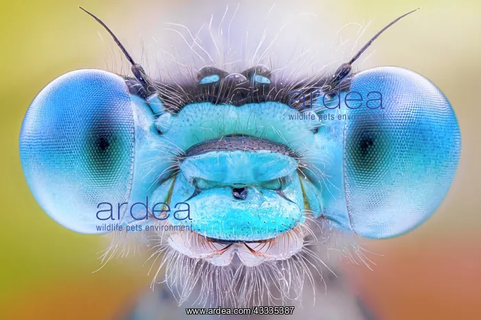 : Eyes of a damselfly, Luzzara, Reggio Emilia, Italy : Eyes of a damselfly, Luzzara, Reggio Emilia, Italy