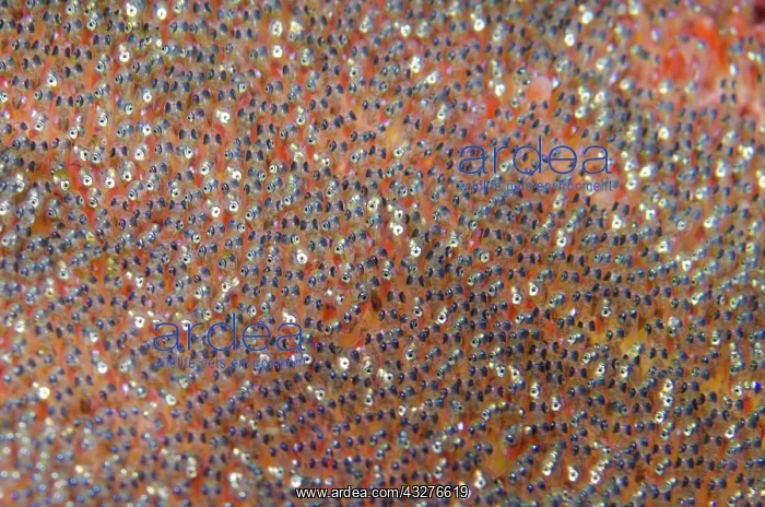 : Eyes in eggs of Clarks Anemonefish - Gili Tepekong : Eyes in eggs of Clarks Anemonefish - Gili Tepekong