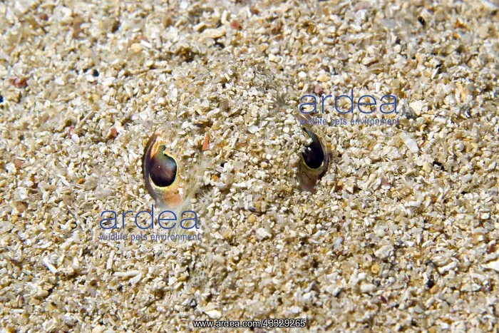 : Eyes of Greater weever (Trachinus draco) in sand : Eyes of Greater weever (Trachinus draco) in sand