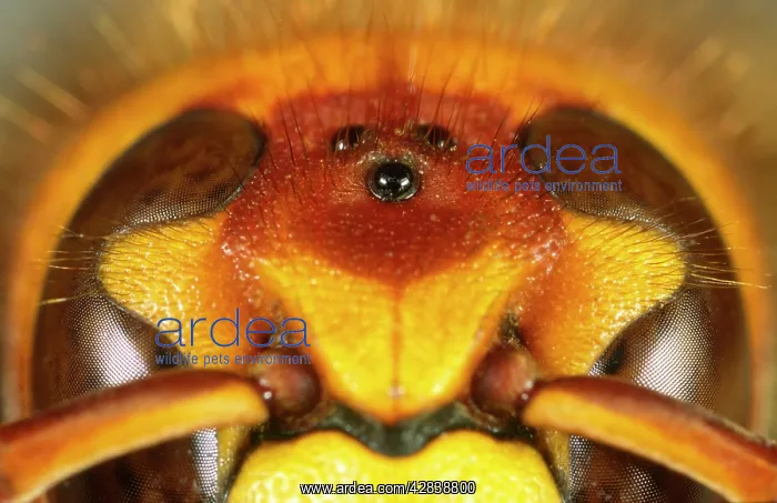  : Eyes of Hornet