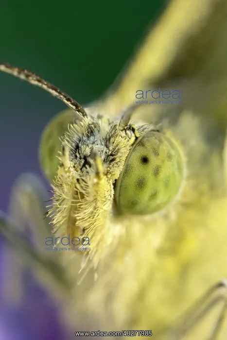 : Eyes of Large white butterfly - Norfolk UK : Eyes of Large white butterfly - Norfolk UK