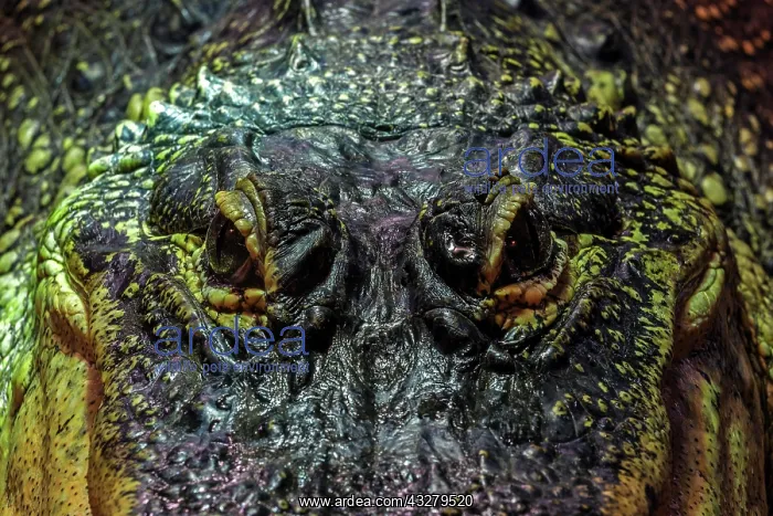 : Eyes of the Mississippi Alligator (Alligator mississippiensi : Eyes of the Mississippi Alligator (Alligator mississippiensi