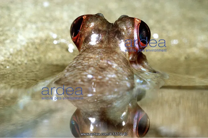 : EYES OF MUDSKIPPER : EYES OF MUDSKIPPER