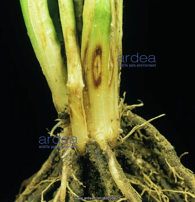 : Eyespot or Strawbreaker Footrot on barley : Eyespot or Strawbreaker Footrot on barley