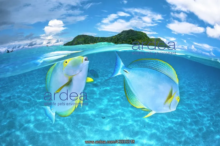 : Eyestripe surgeonfish (Acanthurus dussumieri) co : Eyestripe surgeonfish (Acanthurus dussumieri) co