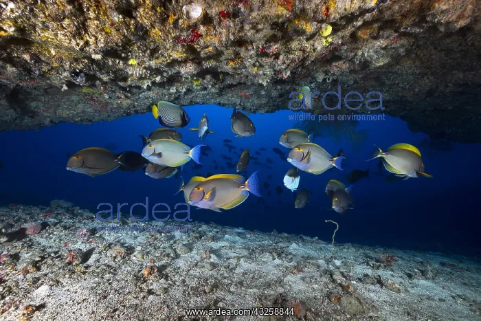 : Eyestripe surgeonfish (Acanthurus dussumieri)sheltered : Eyestripe surgeonfish (Acanthurus dussumieri)sheltered