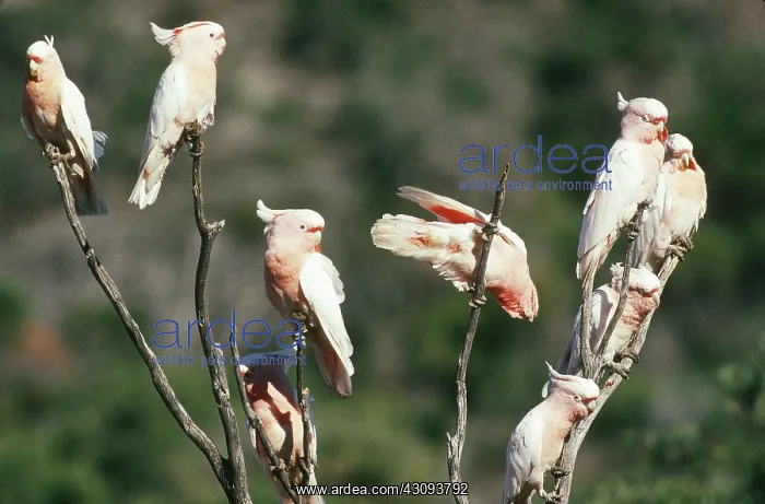 : Eyre Pink Cockatoos : Eyre Pink Cockatoos