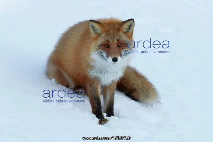 : Ezo red fox (Vulpes vulpes schrencki) sitting in : Ezo red fox (Vulpes vulpes schrencki) sitting in