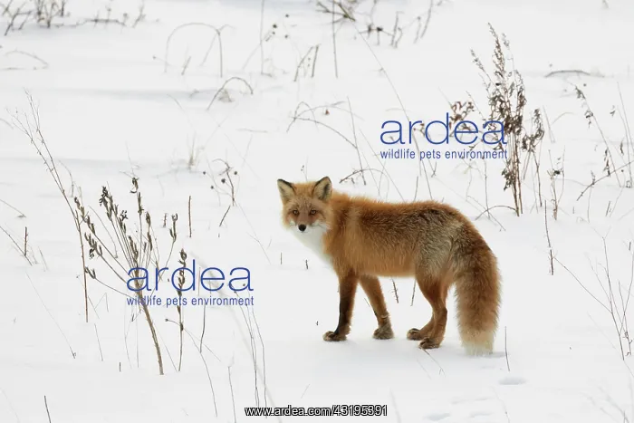 : Ezo red fox (Vulpes vulpes schrencki) in the snow : Ezo red fox (Vulpes vulpes schrencki) in the snow