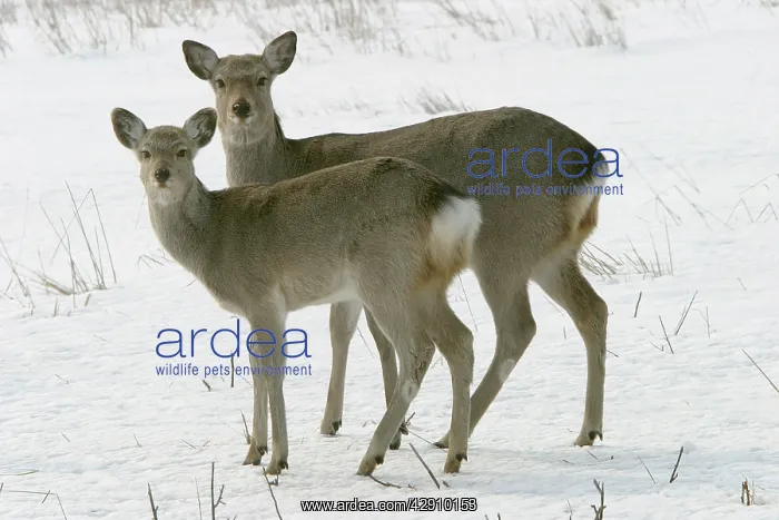 : Ezo's Sika Deer : Ezo's Sika Deer