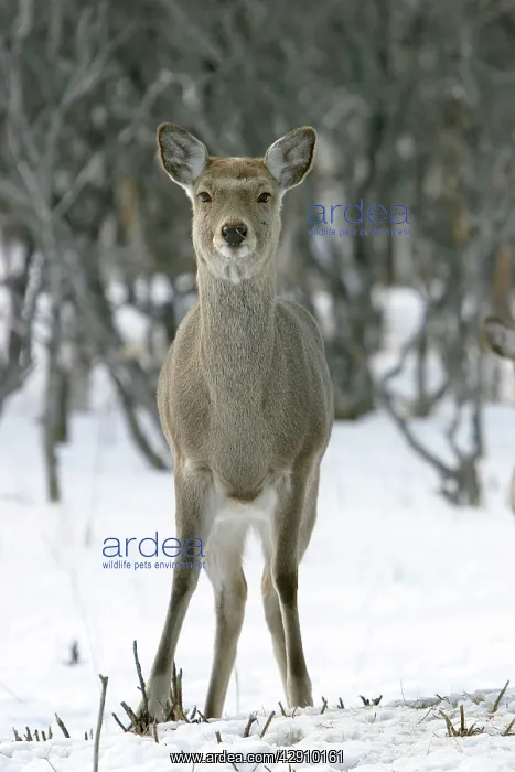 : Ezo's Sika Deer : Ezo's Sika Deer