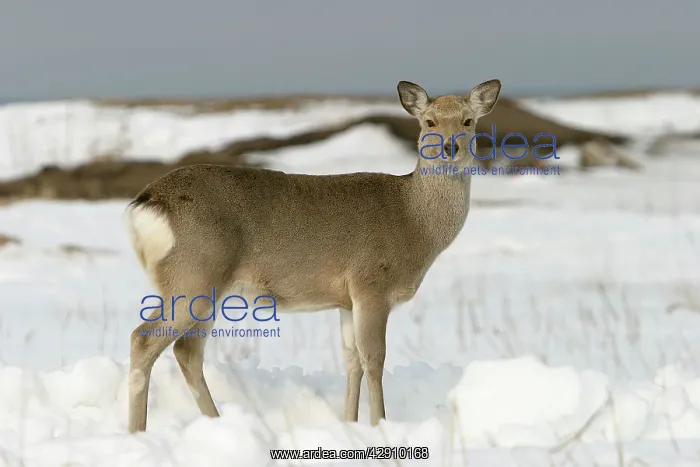 : Ezo's Sika Deer : Ezo's Sika Deer