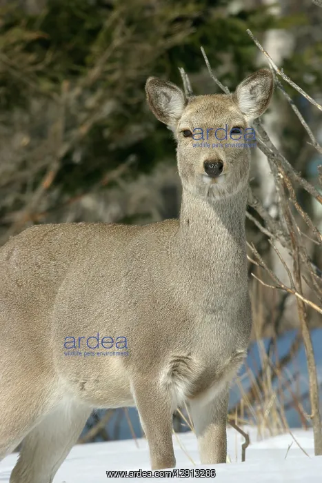 : Ezo's Sika Deer : Ezo's Sika Deer