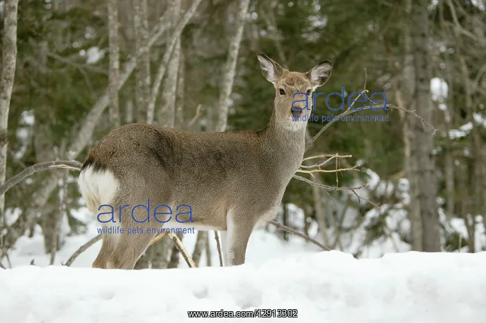 : Ezo's Sika Deer : Ezo's Sika Deer