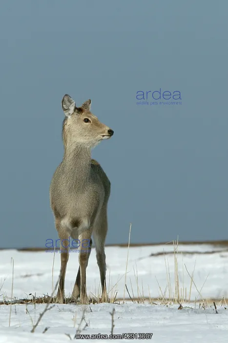 : Ezo's Sika Deer : Ezo's Sika Deer